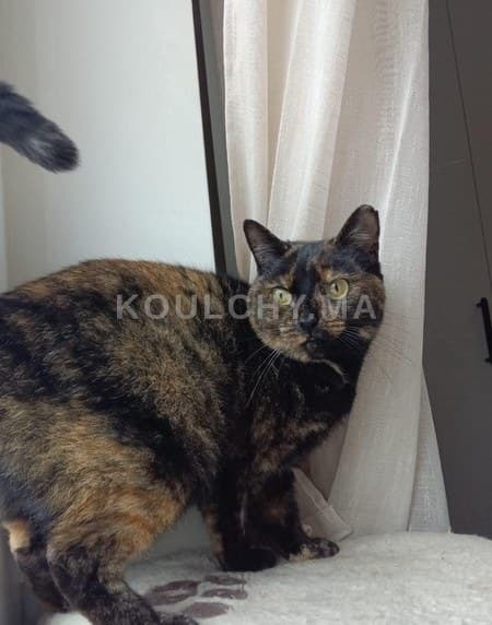 Pétunia, chat adulte Estérilisé pour adoption responsable