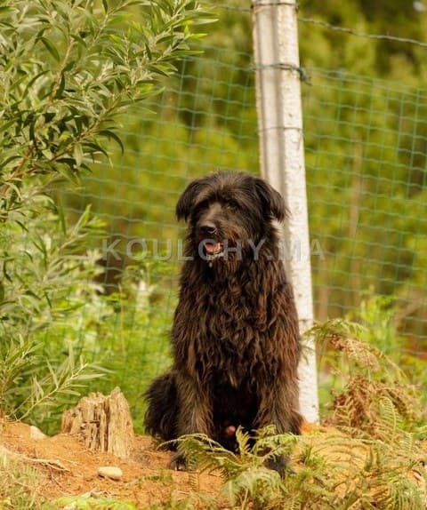 Porthos